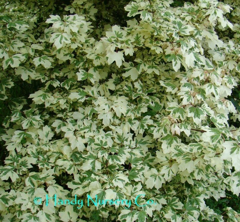 Carnival Hedge Maple