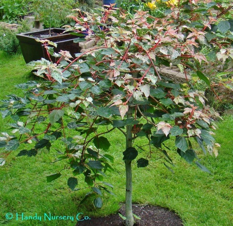 Snakebark or Striped Bark Maple