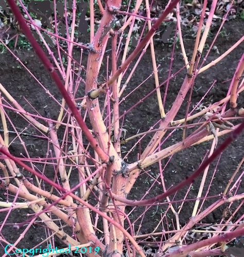 Acer palmatum 'Ji Jiao'  