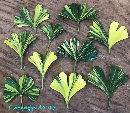 Ginkgo biloba 'Fan Dancer'