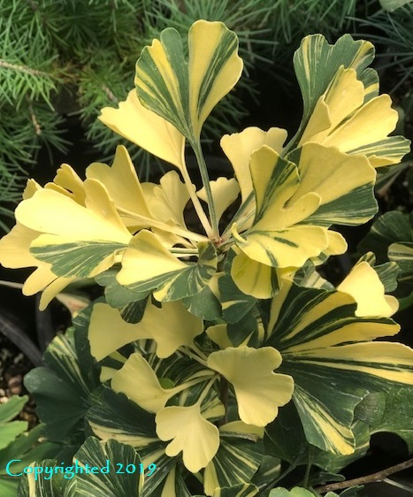 Ginkgo biloba ‘Joe’s Great Ray’