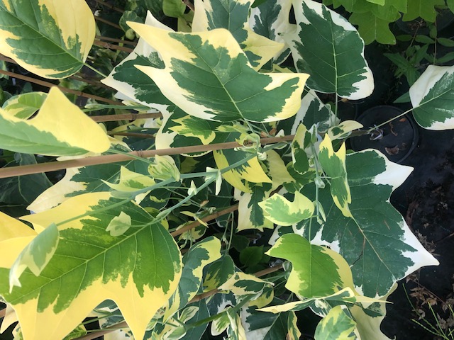 Liriodendron tulipifera Snowbird