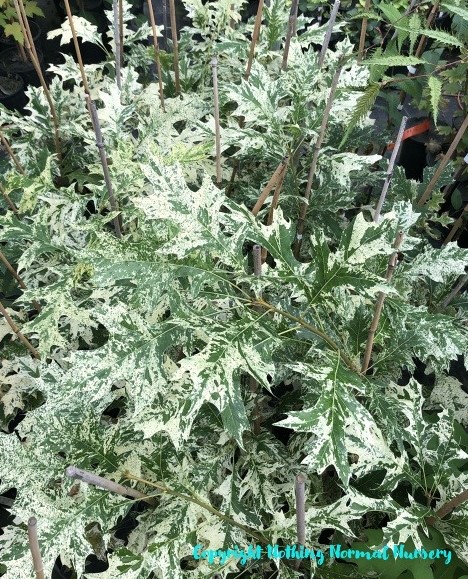 Quercus rubra ‘Wingle’s Variegated’