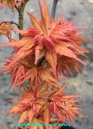 Acer palmatum Tangerine Sunup
